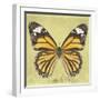 Miss Butterfly Genutia Sq - Yellow-Philippe Hugonnard-Framed Photographic Print