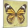 Miss Butterfly Genutia Sq - Yellow-Philippe Hugonnard-Mounted Photographic Print