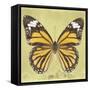 Miss Butterfly Genutia Sq - Yellow-Philippe Hugonnard-Framed Stretched Canvas