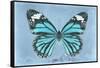 Miss Butterfly Genutia - Turquoise-Philippe Hugonnard-Framed Stretched Canvas