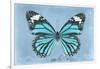 Miss Butterfly Genutia - Turquoise-Philippe Hugonnard-Framed Photographic Print