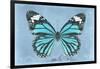 Miss Butterfly Genutia - Turquoise-Philippe Hugonnard-Framed Photographic Print