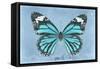 Miss Butterfly Genutia - Turquoise-Philippe Hugonnard-Framed Stretched Canvas