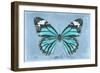 Miss Butterfly Genutia - Turquoise-Philippe Hugonnard-Framed Photographic Print