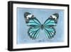 Miss Butterfly Genutia - Turquoise-Philippe Hugonnard-Framed Photographic Print