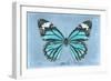 Miss Butterfly Genutia - Turquoise-Philippe Hugonnard-Framed Photographic Print