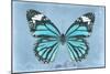Miss Butterfly Genutia - Turquoise-Philippe Hugonnard-Mounted Photographic Print