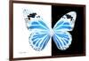 Miss Butterfly Genutia - X-Ray B&W Edition-Philippe Hugonnard-Framed Photographic Print