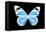 Miss Butterfly Genutia - X-Ray Black Edition-Philippe Hugonnard-Framed Stretched Canvas