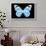 Miss Butterfly Genutia - X-Ray Black Edition-Philippe Hugonnard-Framed Photographic Print displayed on a wall