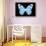 Miss Butterfly Genutia - X-Ray Black Edition-Philippe Hugonnard-Stretched Canvas displayed on a wall