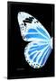 Miss Butterfly Genutia - X-Ray Left Black Edition-Philippe Hugonnard-Framed Photographic Print