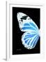 Miss Butterfly Genutia - X-Ray Left Black Edition-Philippe Hugonnard-Framed Photographic Print