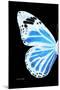 Miss Butterfly Genutia - X-Ray Left Black Edition-Philippe Hugonnard-Mounted Photographic Print