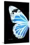 Miss Butterfly Genutia - X-Ray Left Black Edition-Philippe Hugonnard-Stretched Canvas