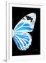 Miss Butterfly Genutia - X-Ray Right Black Edition-Philippe Hugonnard-Framed Premium Photographic Print