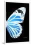 Miss Butterfly Genutia - X-Ray Right Black Edition-Philippe Hugonnard-Framed Photographic Print