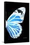 Miss Butterfly Genutia - X-Ray Right Black Edition-Philippe Hugonnard-Framed Stretched Canvas