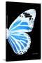 Miss Butterfly Genutia - X-Ray Right Black Edition-Philippe Hugonnard-Stretched Canvas