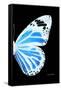 Miss Butterfly Genutia - X-Ray Right Black Edition-Philippe Hugonnard-Framed Stretched Canvas