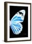 Miss Butterfly Genutia - X-Ray Right Black Edition-Philippe Hugonnard-Framed Photographic Print