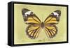 Miss Butterfly Genutia - Yellow-Philippe Hugonnard-Framed Stretched Canvas