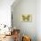 Miss Butterfly Genutia - Yellow-Philippe Hugonnard-Photographic Print displayed on a wall