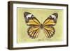 Miss Butterfly Genutia - Yellow-Philippe Hugonnard-Framed Photographic Print