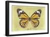 Miss Butterfly Genutia - Yellow-Philippe Hugonnard-Framed Photographic Print