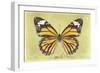 Miss Butterfly Genutia - Yellow-Philippe Hugonnard-Framed Photographic Print