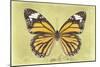 Miss Butterfly Genutia - Yellow-Philippe Hugonnard-Mounted Photographic Print