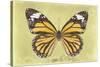 Miss Butterfly Genutia - Yellow-Philippe Hugonnard-Stretched Canvas