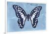 Miss Butterfly Graphium - Blue-Philippe Hugonnard-Framed Photographic Print