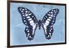 Miss Butterfly Graphium - Blue-Philippe Hugonnard-Framed Photographic Print