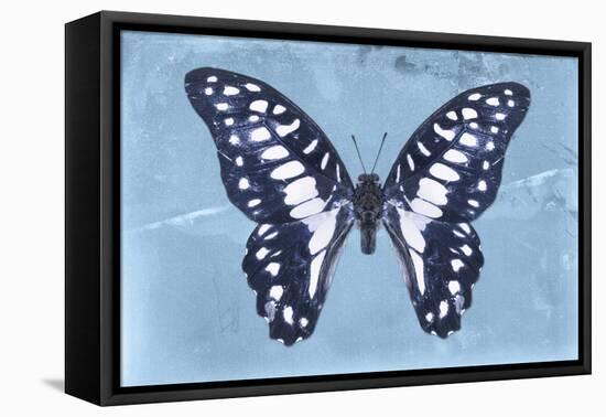 Miss Butterfly Graphium - Blue-Philippe Hugonnard-Framed Stretched Canvas