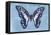 Miss Butterfly Graphium - Blue-Philippe Hugonnard-Framed Stretched Canvas