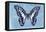 Miss Butterfly Graphium - Blue-Philippe Hugonnard-Framed Stretched Canvas