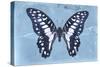 Miss Butterfly Graphium - Blue-Philippe Hugonnard-Stretched Canvas