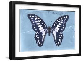 Miss Butterfly Graphium - Blue-Philippe Hugonnard-Framed Photographic Print