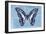 Miss Butterfly Graphium - Blue-Philippe Hugonnard-Framed Photographic Print