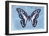 Miss Butterfly Graphium - Blue-Philippe Hugonnard-Framed Photographic Print