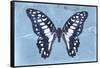 Miss Butterfly Graphium - Blue-Philippe Hugonnard-Framed Stretched Canvas