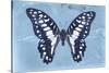 Miss Butterfly Graphium - Blue-Philippe Hugonnard-Stretched Canvas