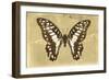 Miss Butterfly Graphium - Honey-Philippe Hugonnard-Framed Photographic Print