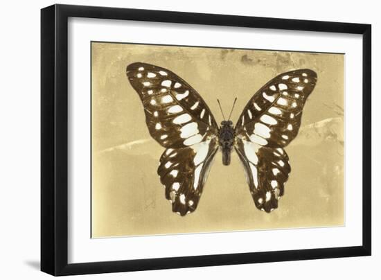 Miss Butterfly Graphium - Honey-Philippe Hugonnard-Framed Photographic Print