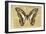 Miss Butterfly Graphium - Honey-Philippe Hugonnard-Framed Photographic Print