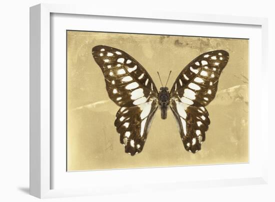 Miss Butterfly Graphium - Honey-Philippe Hugonnard-Framed Photographic Print