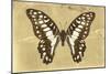 Miss Butterfly Graphium - Honey-Philippe Hugonnard-Mounted Photographic Print