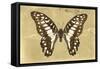 Miss Butterfly Graphium - Honey-Philippe Hugonnard-Framed Stretched Canvas