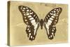 Miss Butterfly Graphium - Honey-Philippe Hugonnard-Stretched Canvas